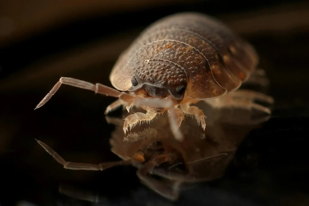 Bed-Bug-Treatment - Springfield Gardens Best Pest Pros | Springfield Gardens, NY | 516-963-5933